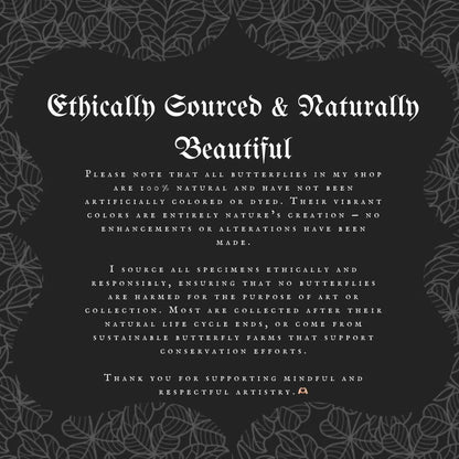 Chrysiridia rhipheus specimen – Real butterfly with teeth in a Gothic frame