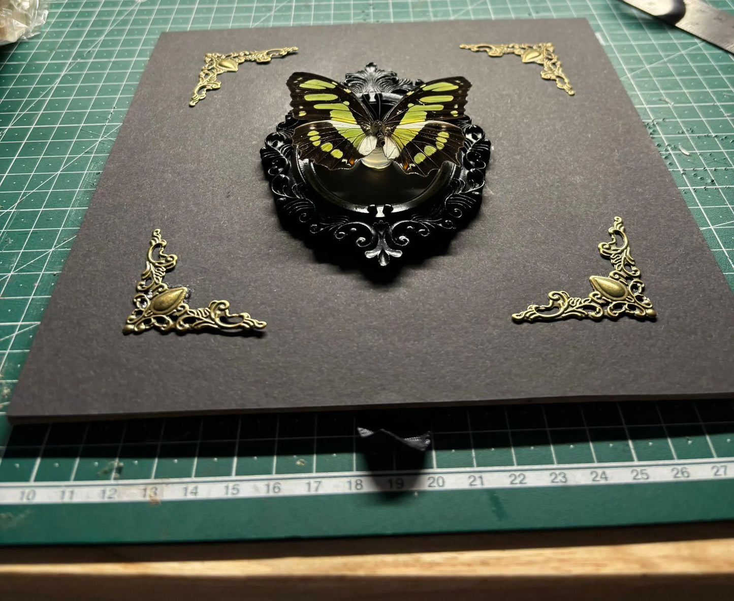 Schmetterling Barockstil Rahmen - Malachit Schmetterling (Siproeta stelenes)