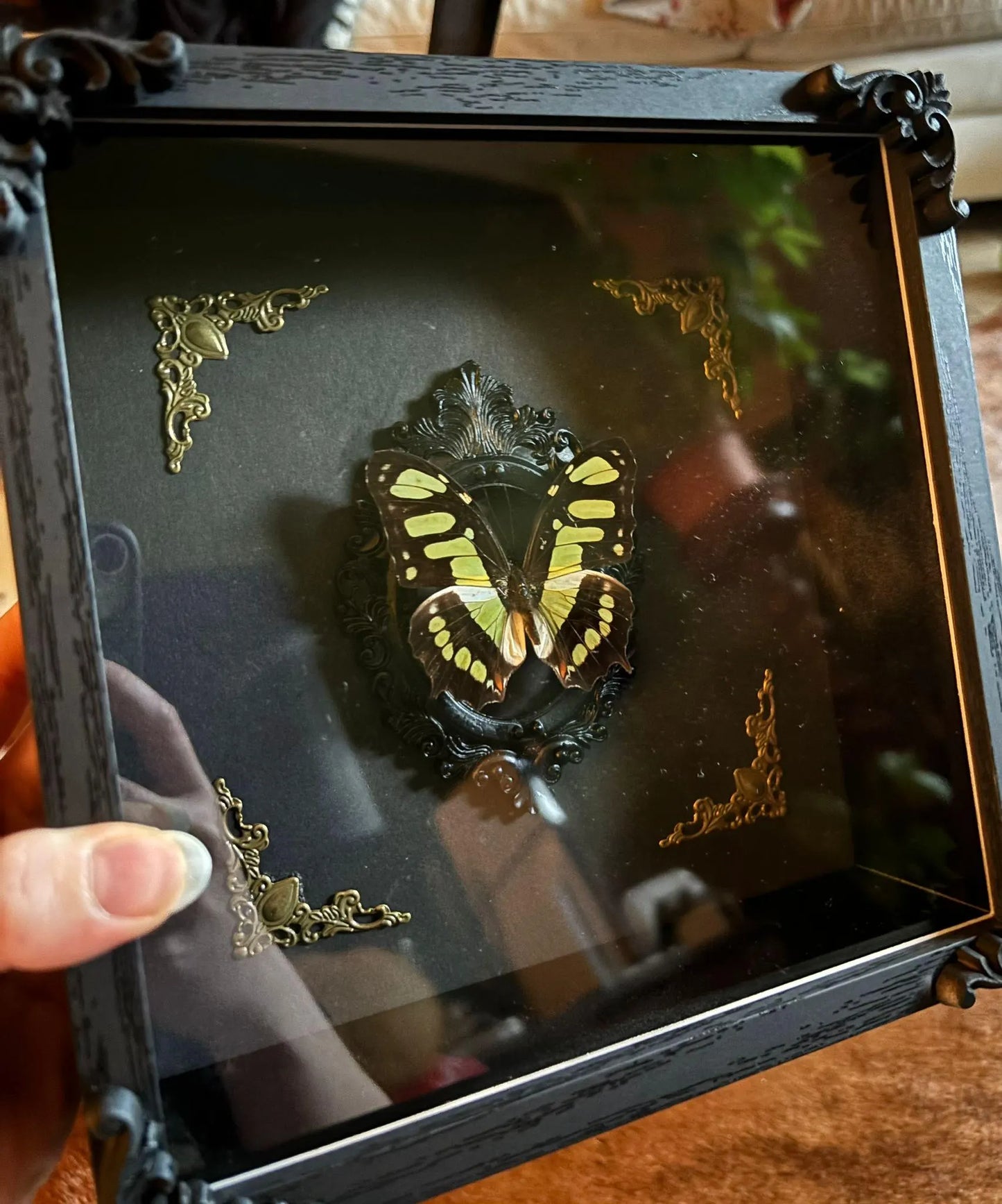 Schmetterling Barockstil Rahmen - Malachit Schmetterling (Siproeta stelenes)