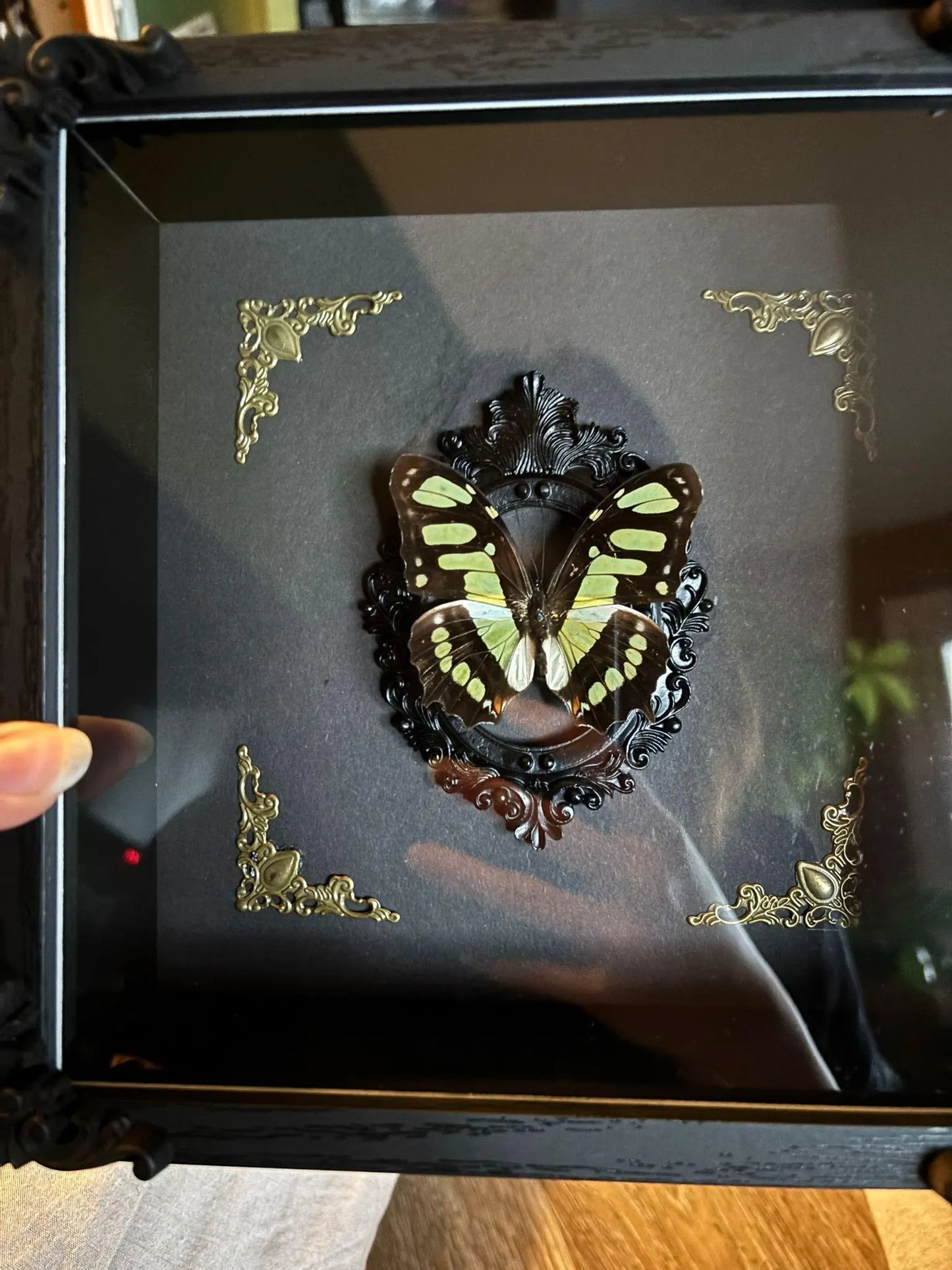 Schmetterling Barockstil Rahmen - Malachit Schmetterling (Siproeta stelenes)