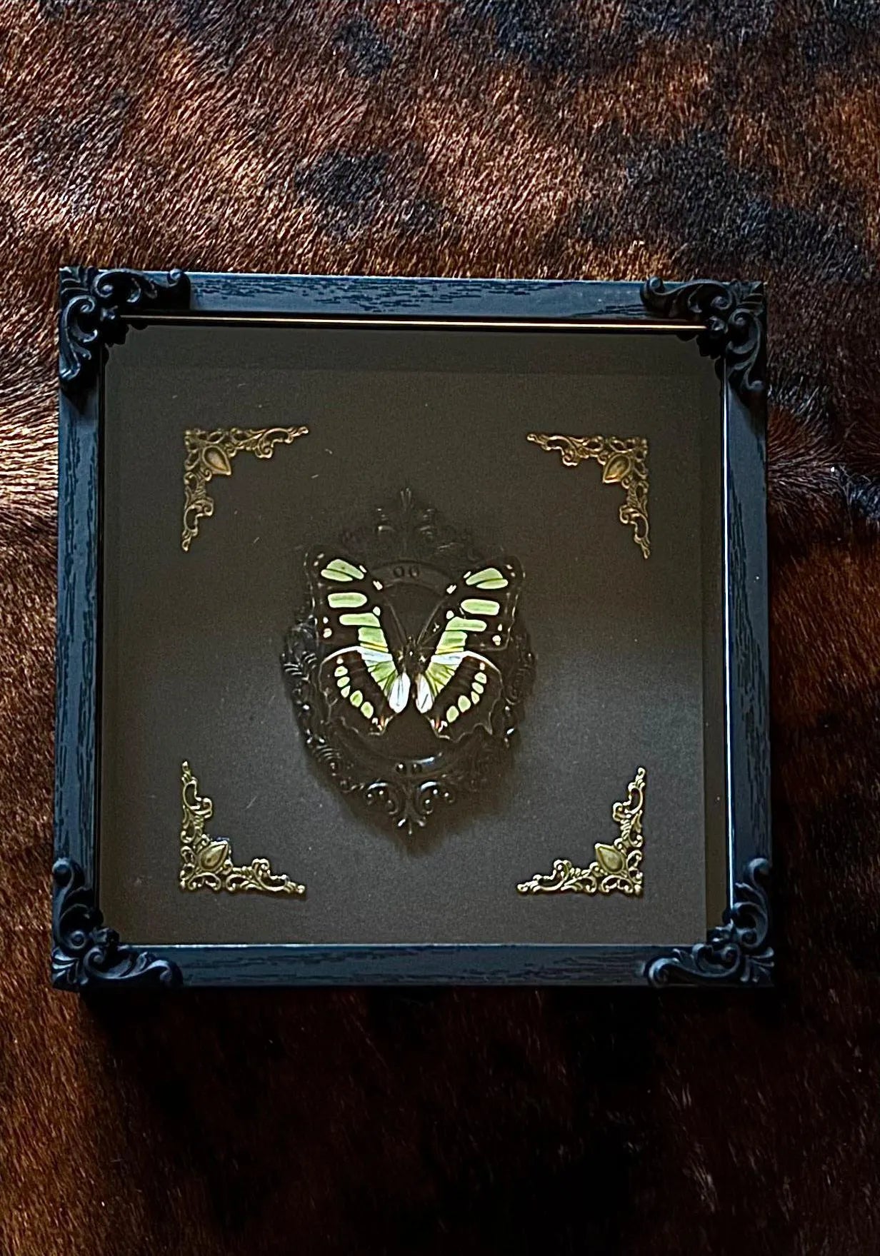 Schmetterling Barockstil Rahmen - Malachit Schmetterling (Siproeta stelenes)