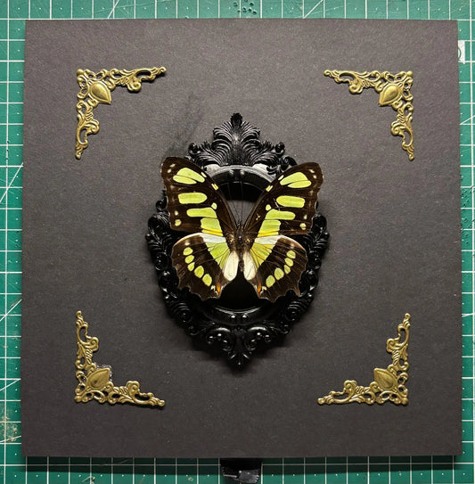 Schmetterling Barockstil Rahmen - Malachit Schmetterling (Siproeta stelenes)