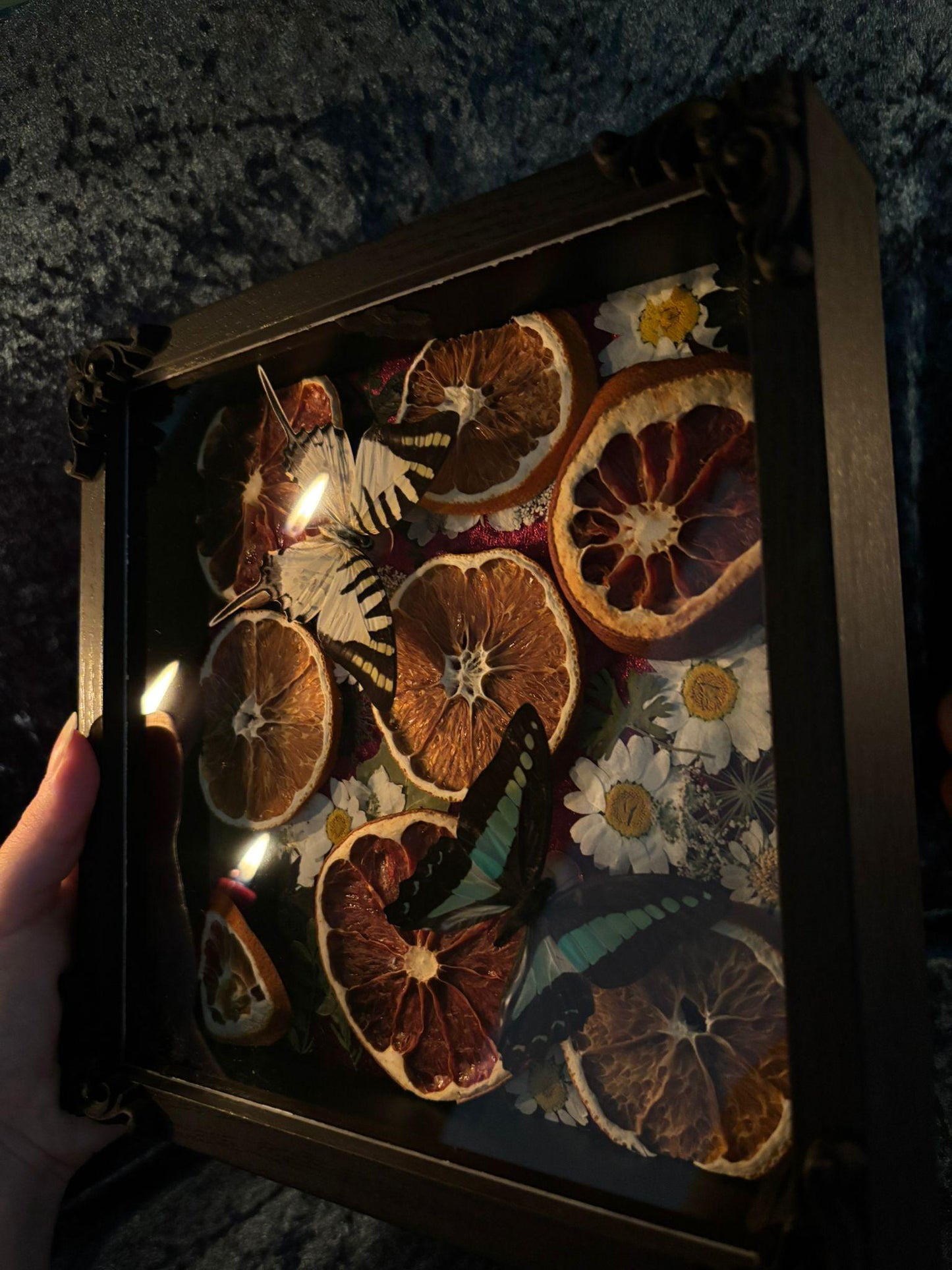 Schmetterling Shadow Box - Graphium sarpedon & antiphates