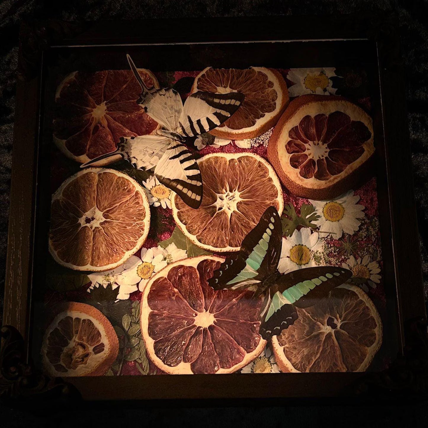 Schmetterling Shadow Box - Graphium sarpedon & antiphates