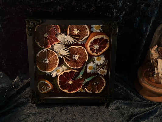 Schmetterling Shadow Box - Graphium sarpedon & antiphates