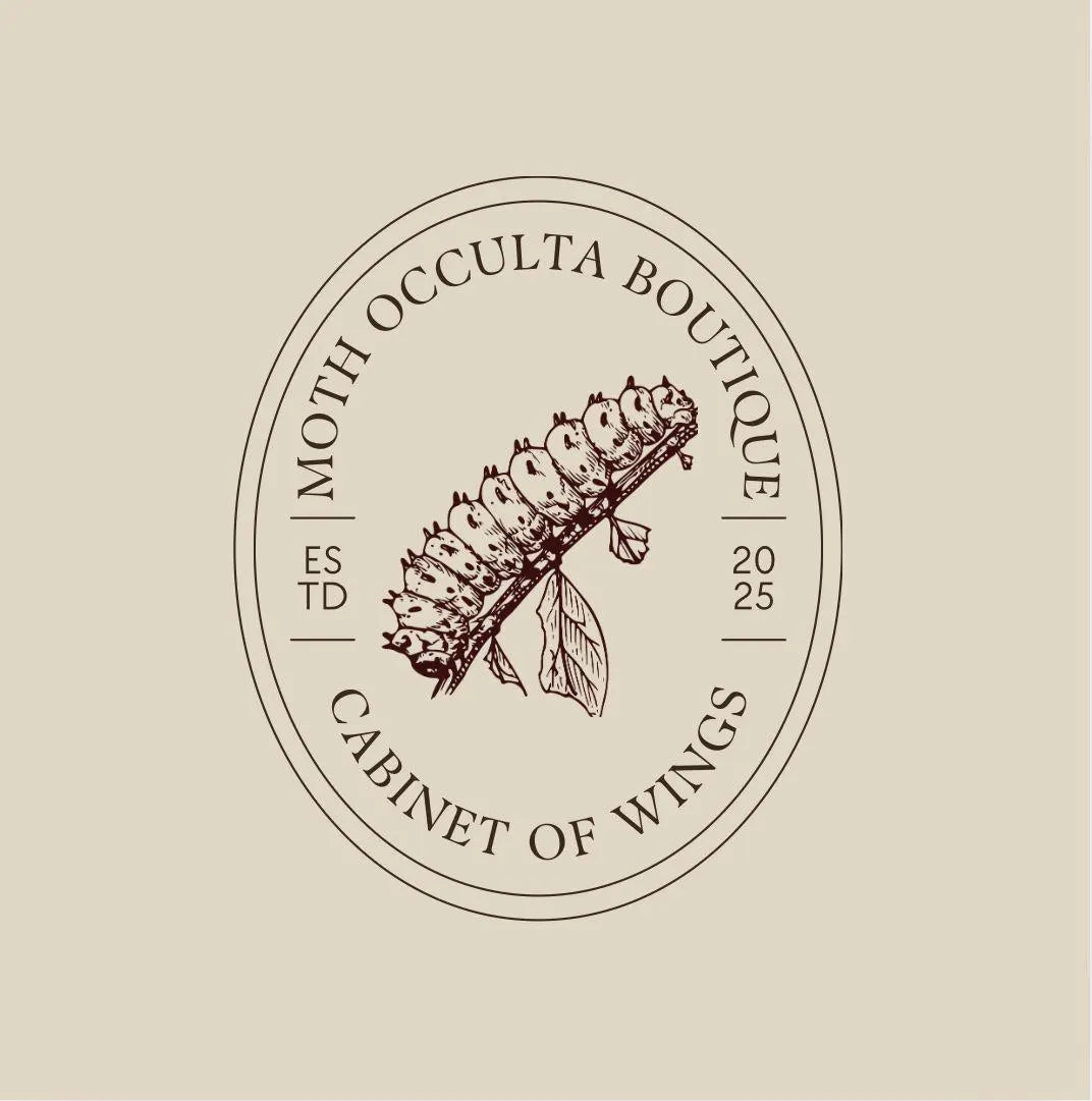 Chrysiridia rhipheus specimen – Real butterfly with teeth in a Gothic frame