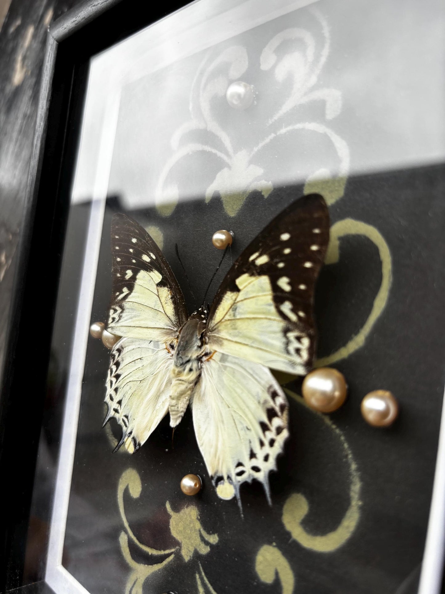 Echter Kaiserfalter Schmetterling (Polyura sempronius) im Rahmen