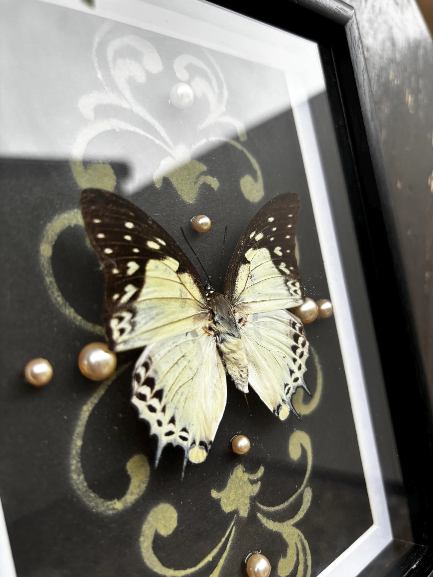 Echter Kaiserfalter Schmetterling (Polyura sempronius) im Rahmen