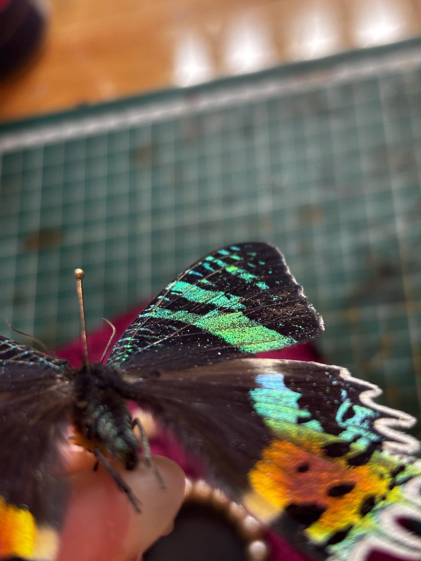 Handgefertigter Chrysirdia rhipheus im Bilderrahmen mit Samt-Hintergrund