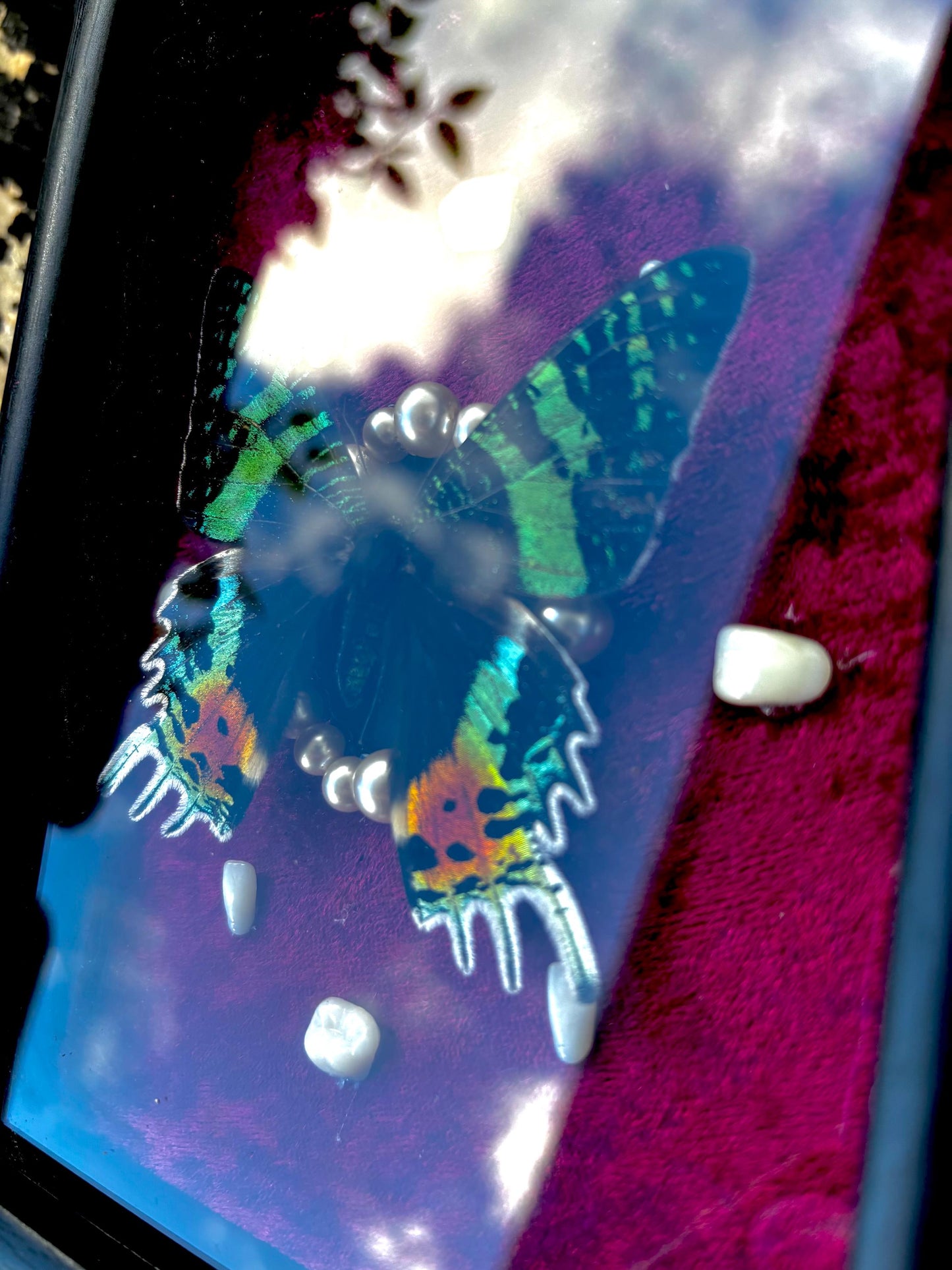 Handgefertigter Chrysirdia rhipheus im Bilderrahmen mit Samt-Hintergrund