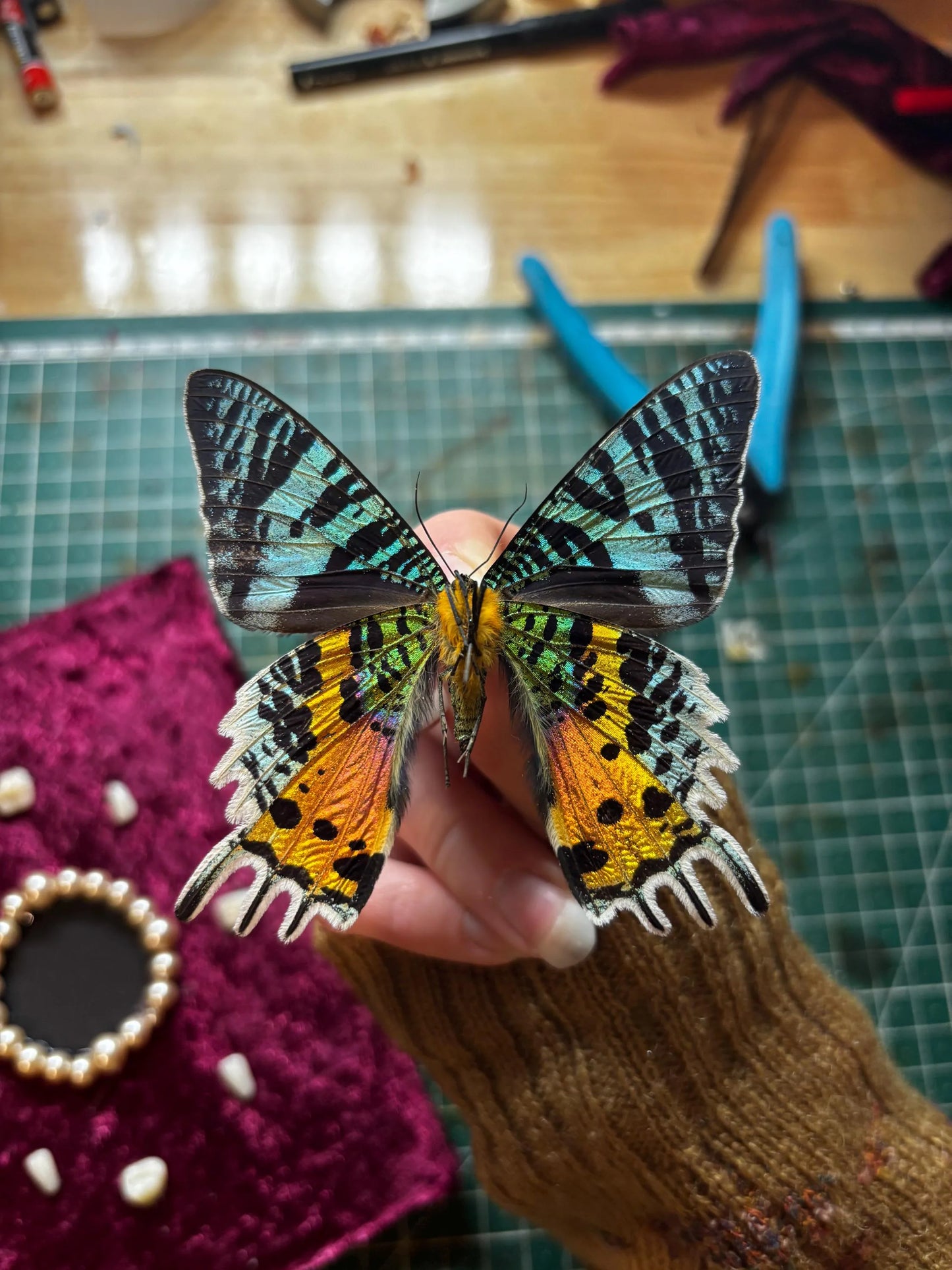 Handgefertigter Chrysirdia rhipheus im Bilderrahmen mit Samt-Hintergrund