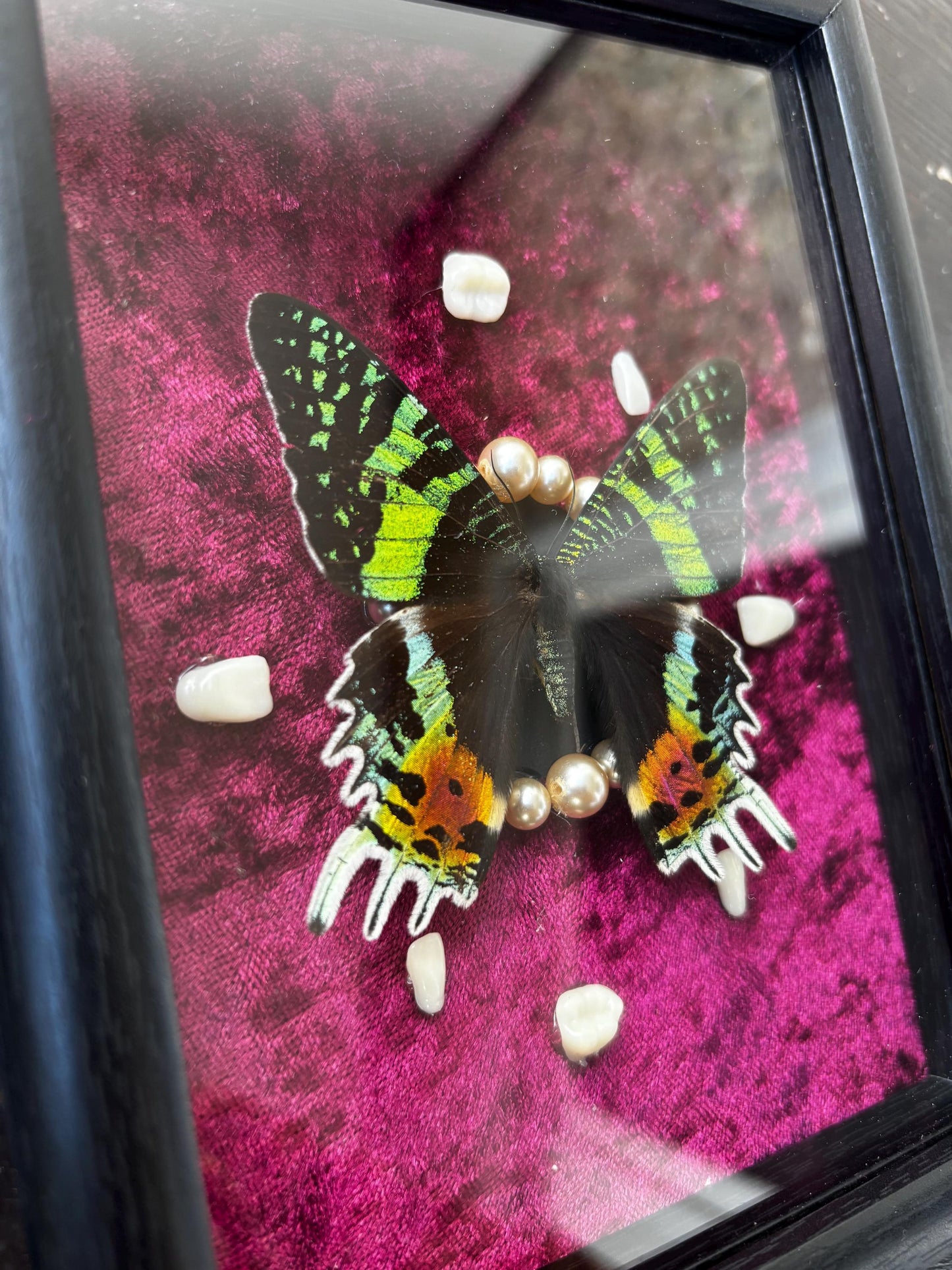 Handgefertigter Chrysirdia rhipheus im Bilderrahmen mit Samt-Hintergrund