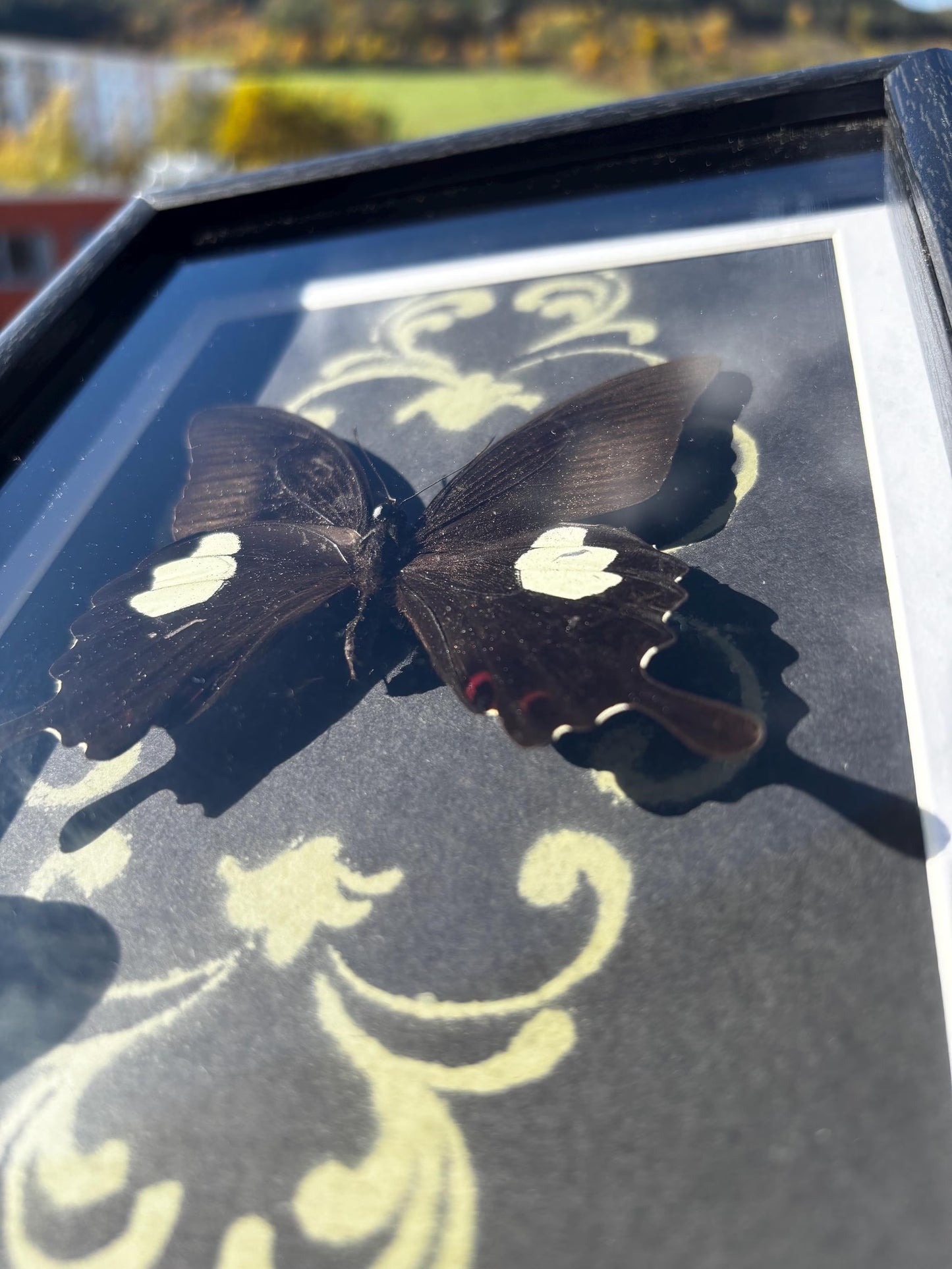 Echter rote Helen Schwalbenschwanz Schmetterling (Papilio helenus) im Rahmen