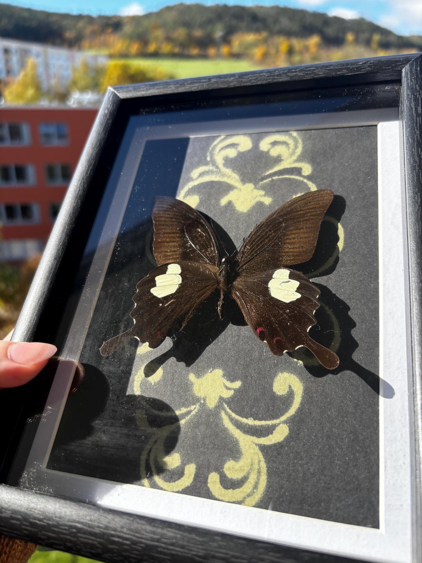 Echter rote Helen Schwalbenschwanz Schmetterling (Papilio helenus) im Rahmen