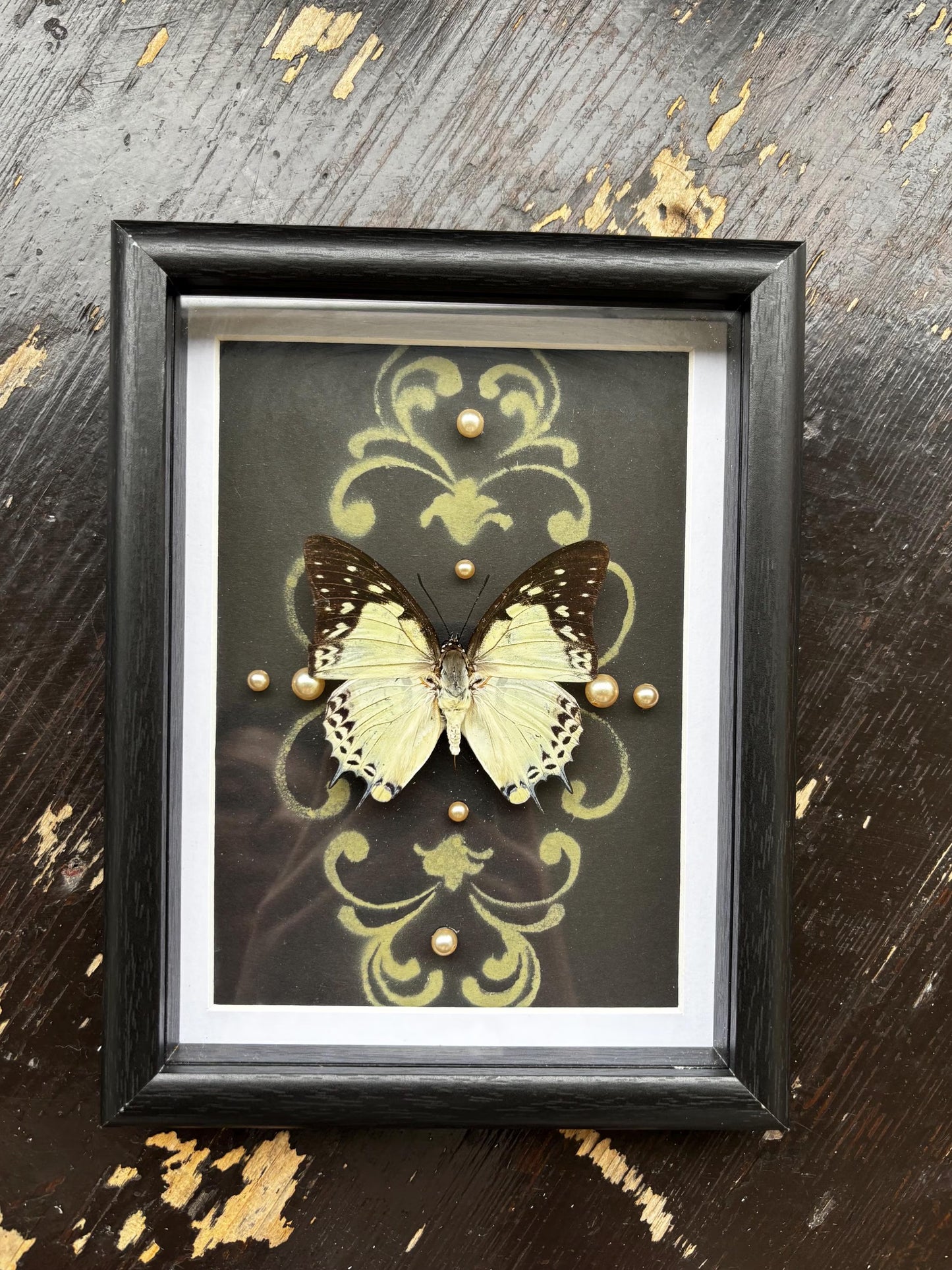 Echter Kaiserfalter Schmetterling (Polyura sempronius) im Rahmen