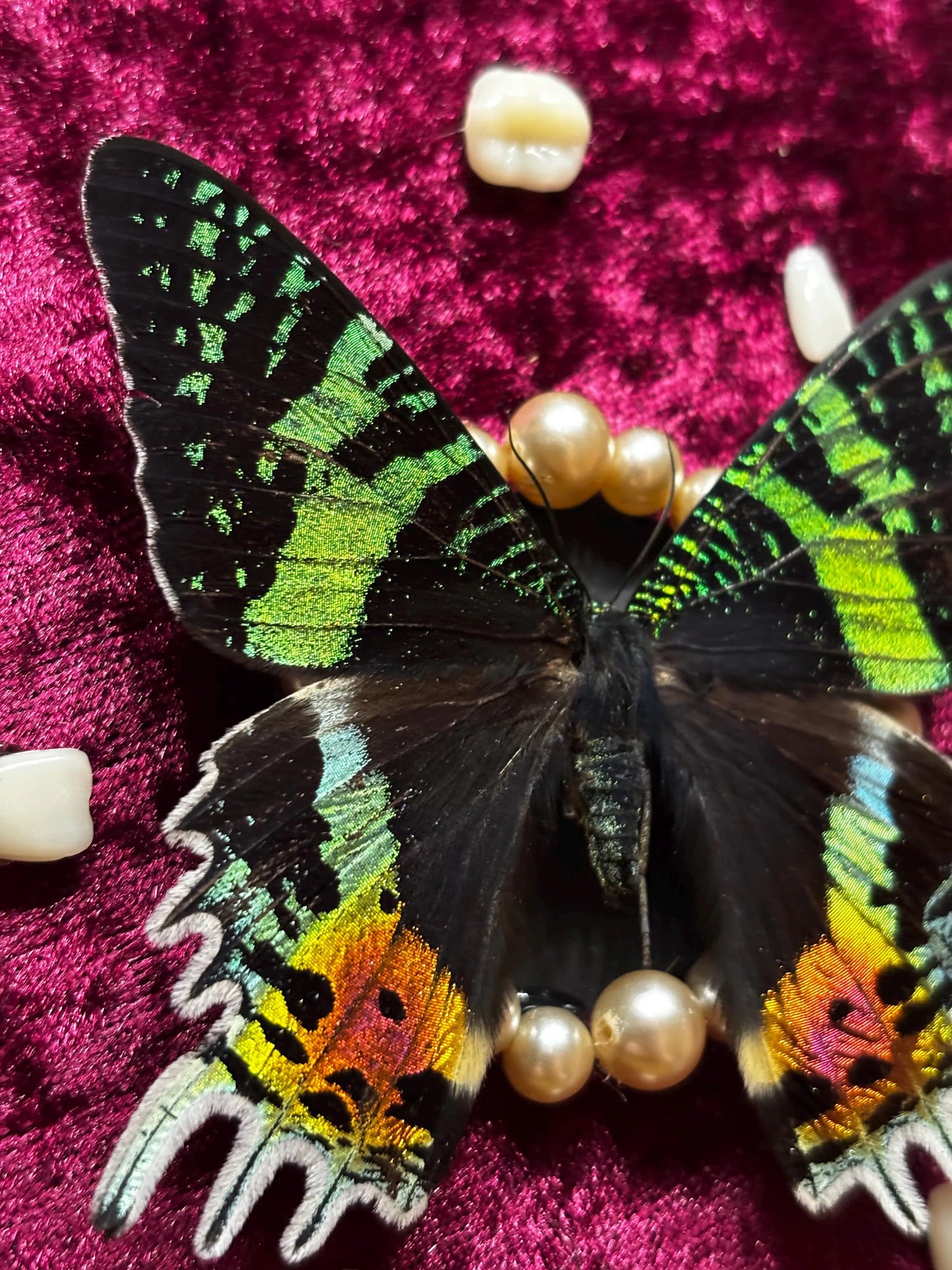 Handgefertigter Chrysirdia rhipheus im Bilderrahmen mit Samt-Hintergrund