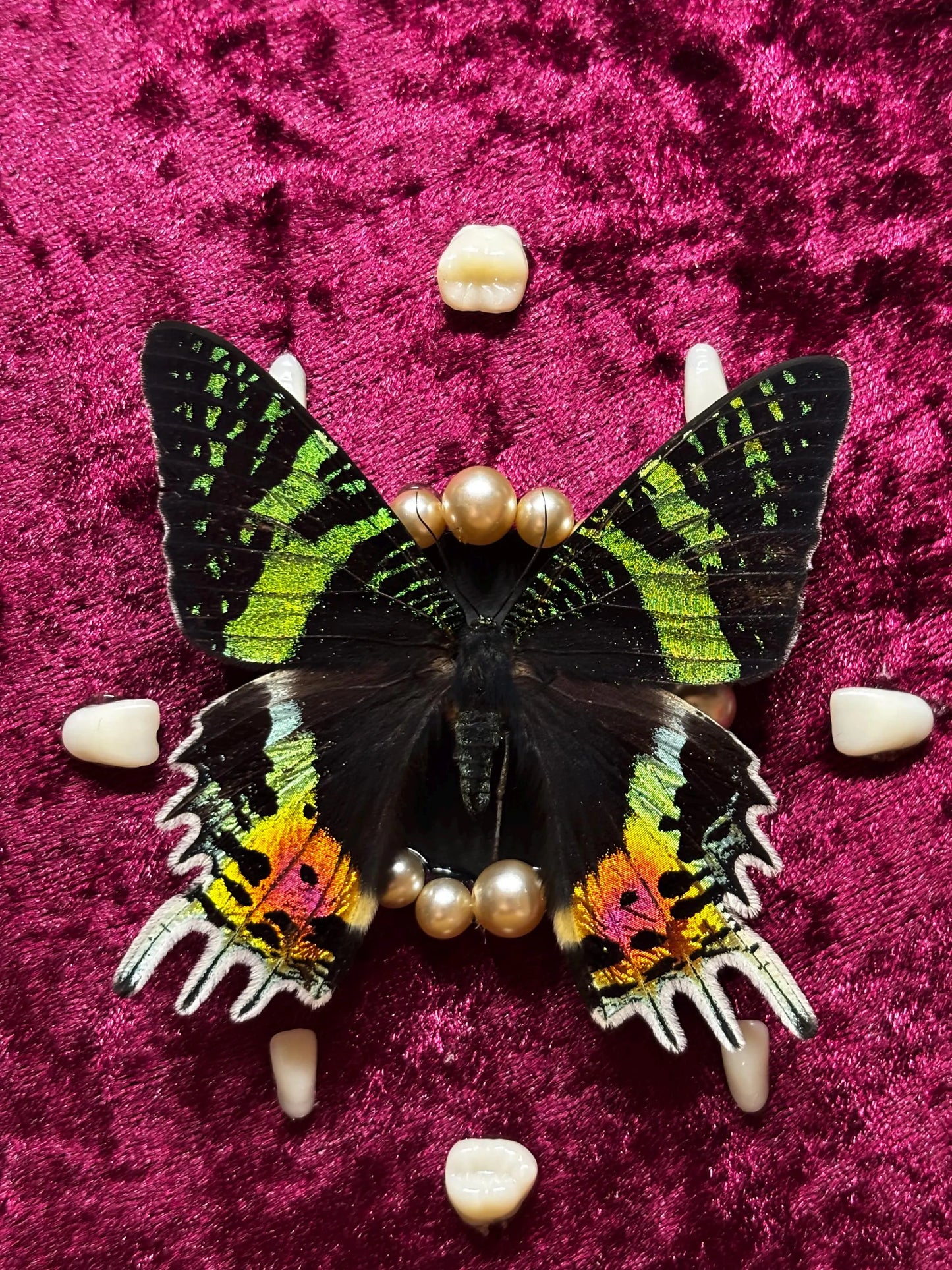 Handgefertigter Chrysirdia rhipheus im Bilderrahmen mit Samt-Hintergrund