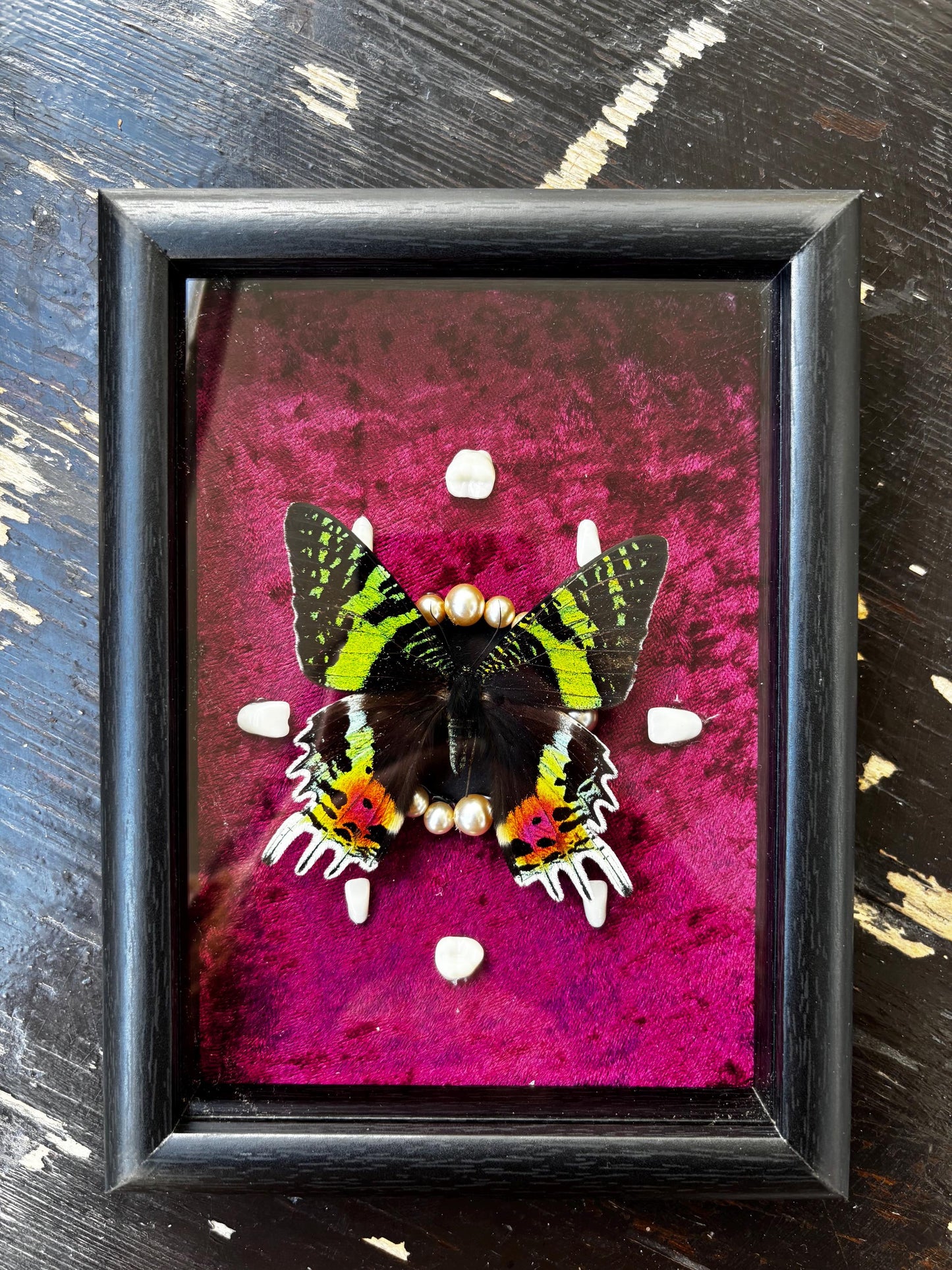 Handgefertigter Chrysirdia rhipheus im Bilderrahmen mit Samt-Hintergrund