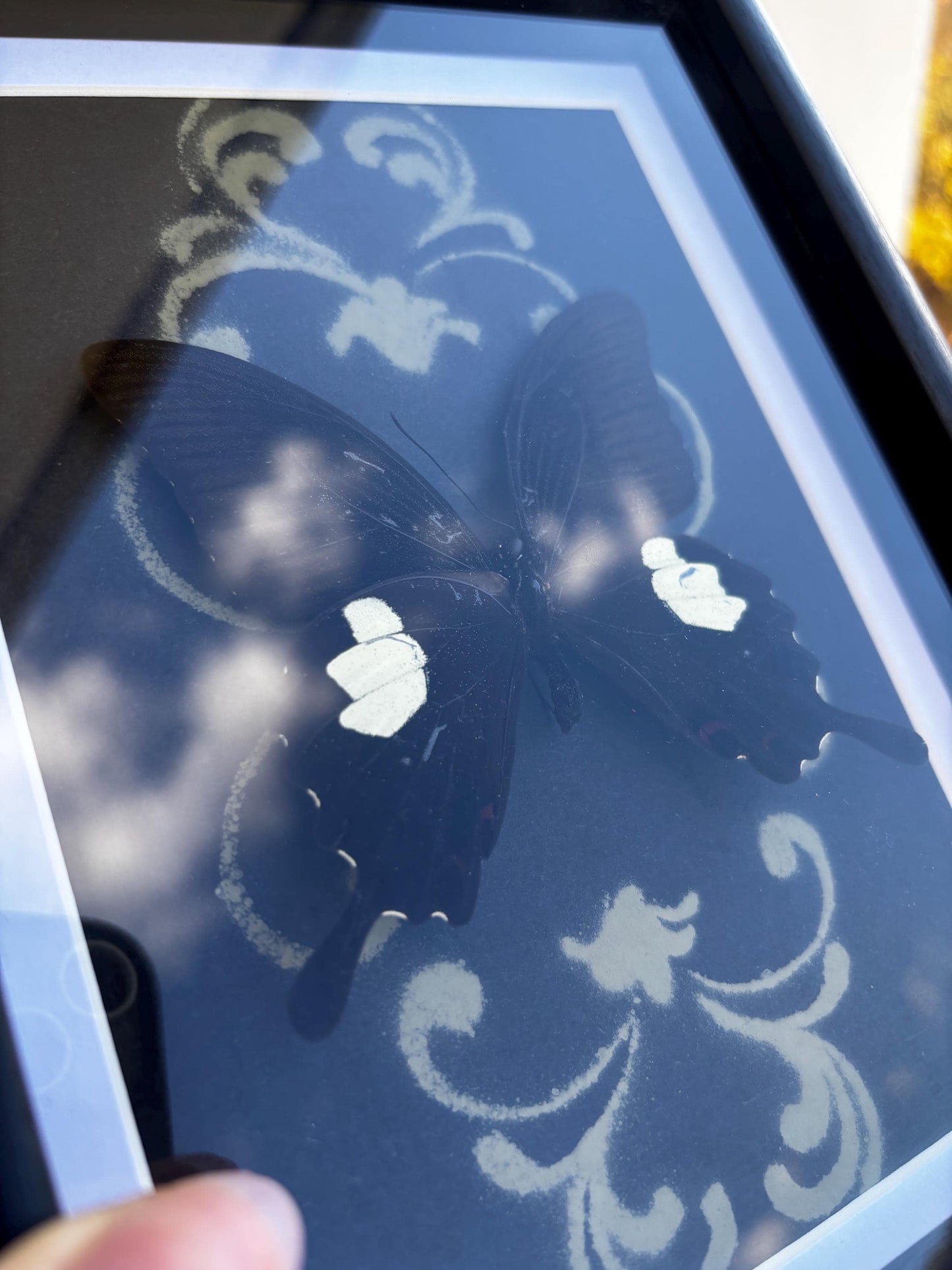 Echter rote Helen Schwalbenschwanz Schmetterling (Papilio helenus) im Rahmen