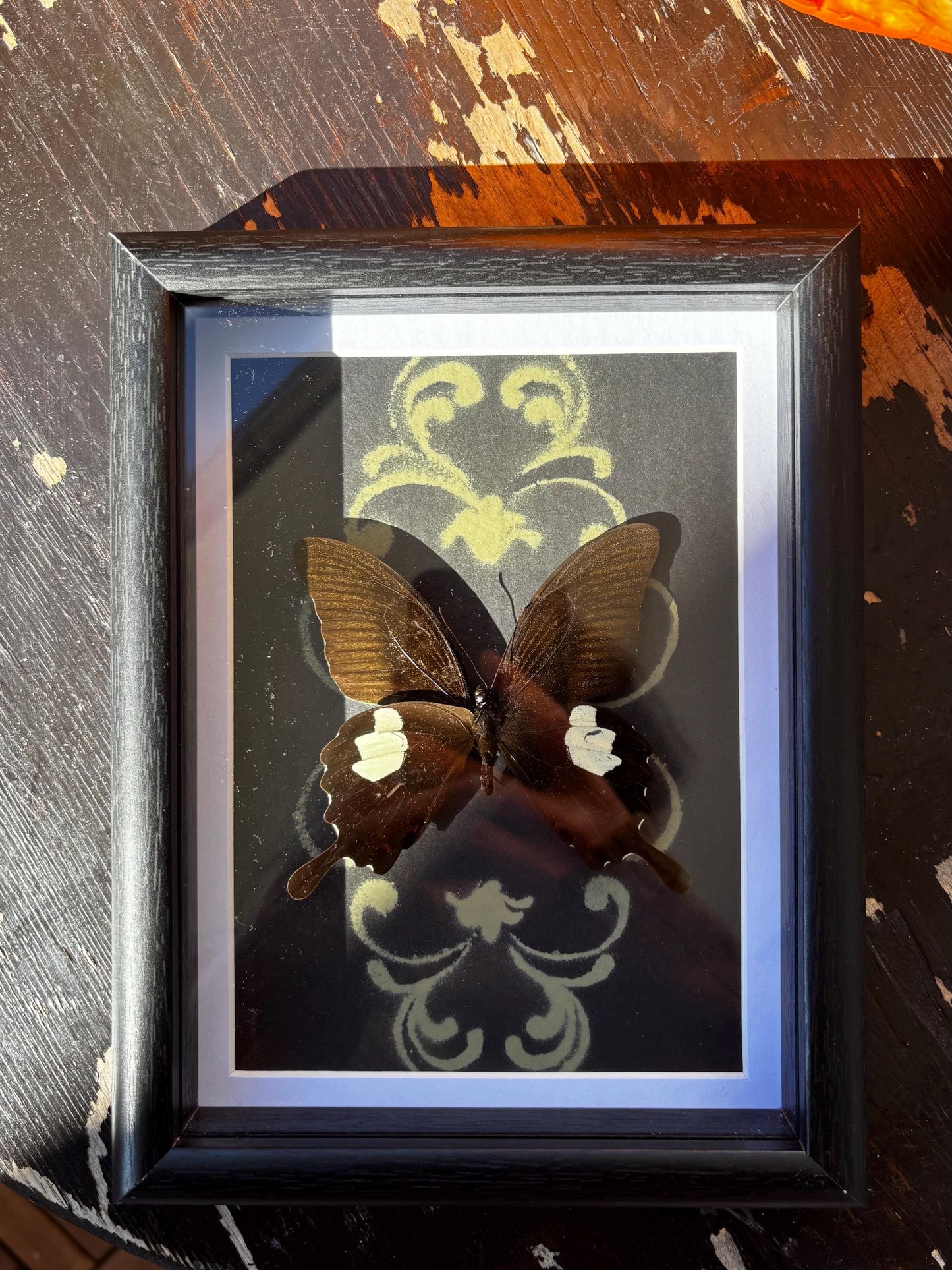 Echter rote Helen Schwalbenschwanz Schmetterling (Papilio helenus) im Rahmen