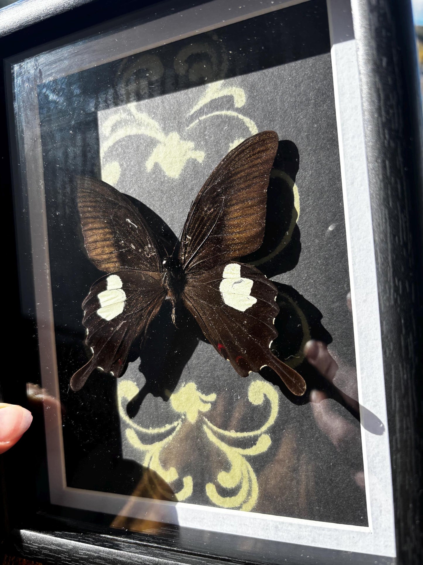 Echter rote Helen Schwalbenschwanz Schmetterling (Papilio helenus) im Rahmen