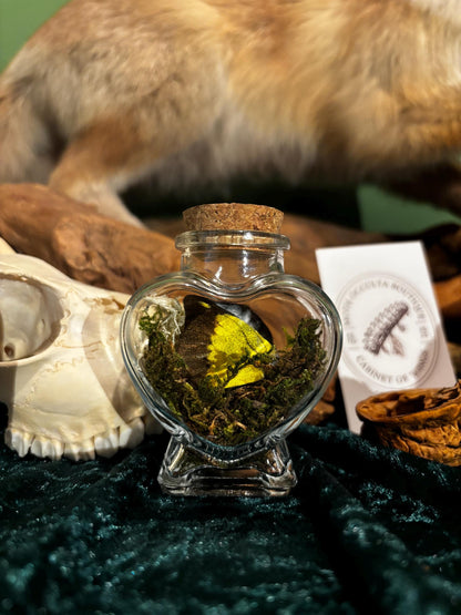 Heart-shaped glass bottle with butterfly wings and moss