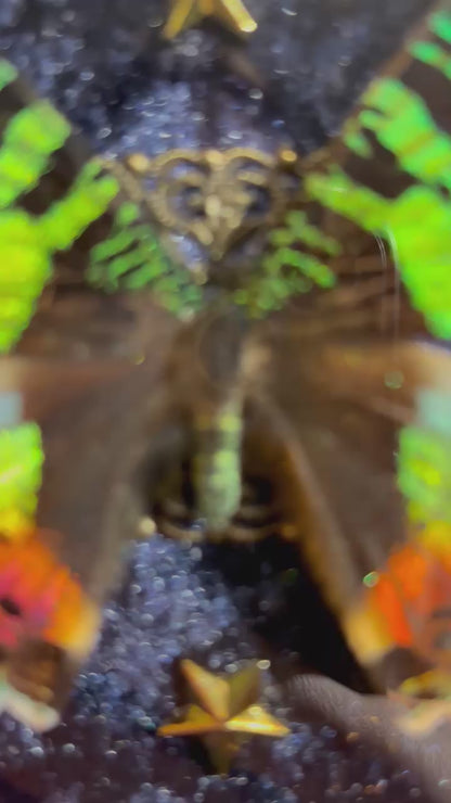 Chrysiridia rhipheus specimen – Real butterfly with teeth in a Gothic frame