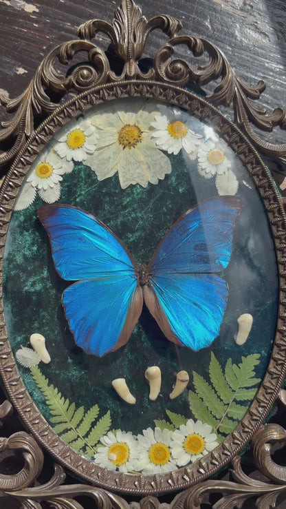 Véritable papillon morpho bleu dans un cadre photo en laiton avec de vraies fleurs et de vraies dents